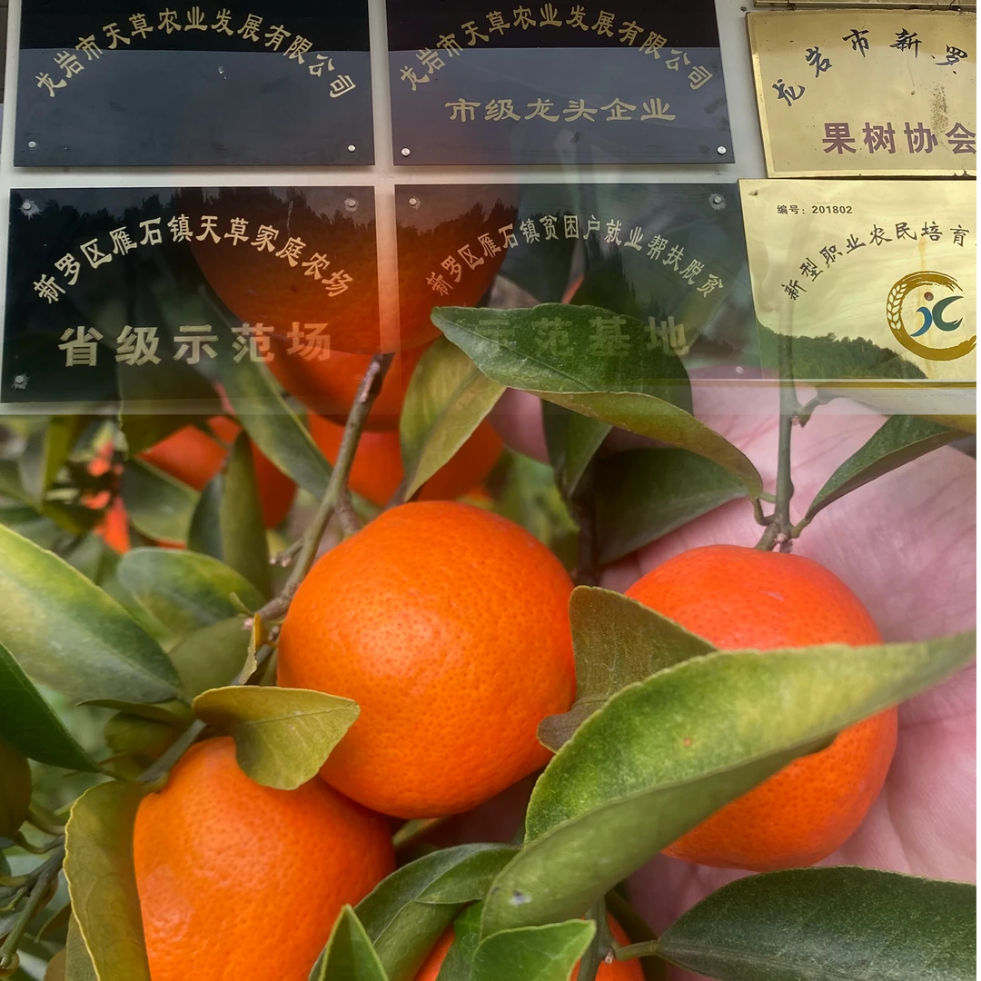 美国糖橘世纪红糖红柑橘红皮蜜橘新鲜多汁孕妇当季水果砂糖桔子