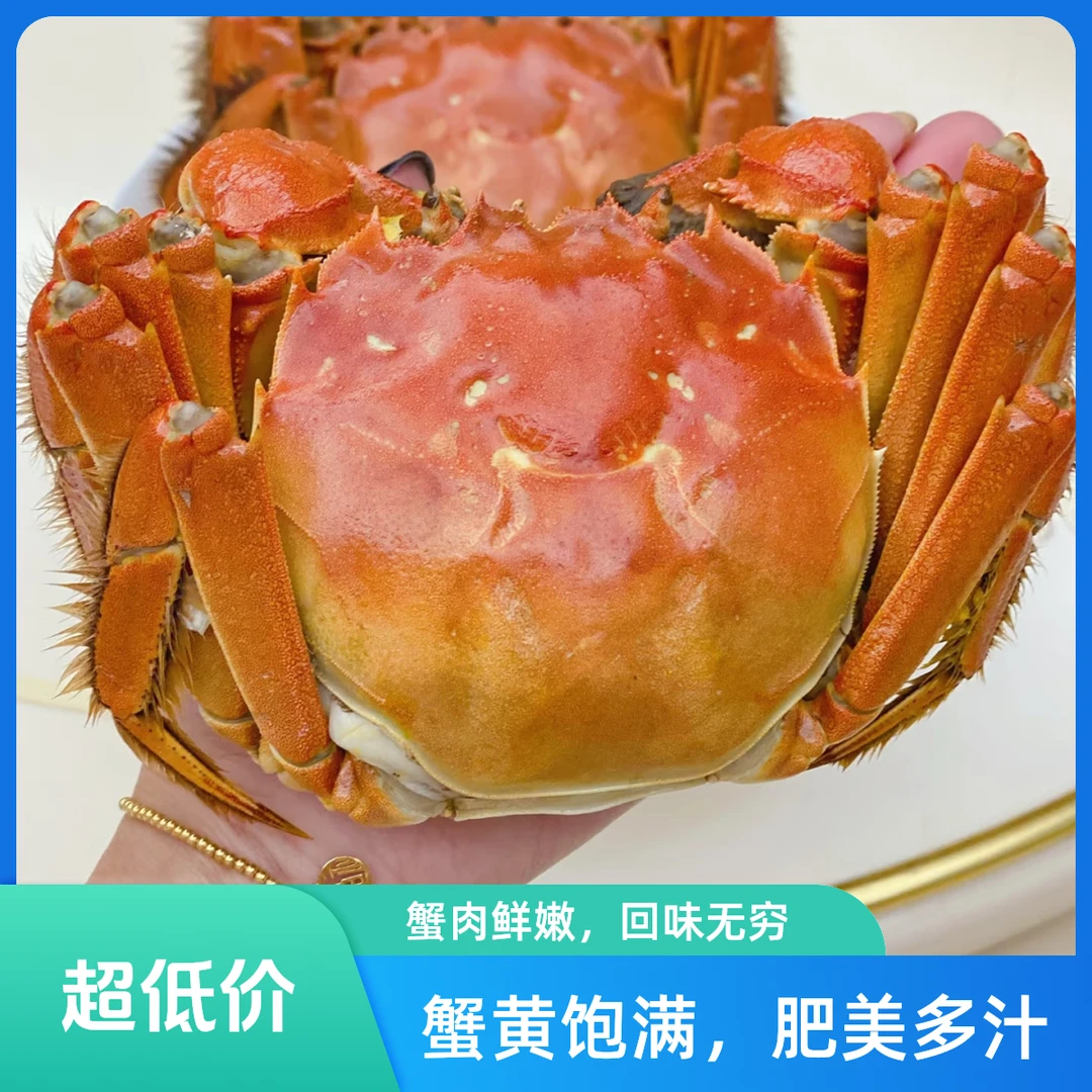 【家庭实惠装活蟹】江苏河蟹母蟹1.3两-1两12只明天到顺丰买4送8母香辣蟹口味佳