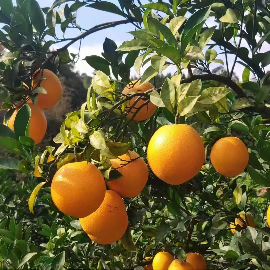 正宗赣南脐橙新鲜水果现采现发包邮5斤装江西省