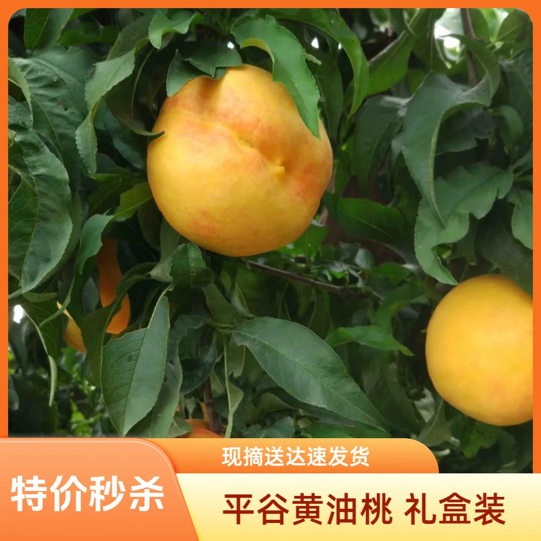 平谷桃黄油桃 特价福利礼盒装（小形果）平谷果园直发 顺丰包邮北京市