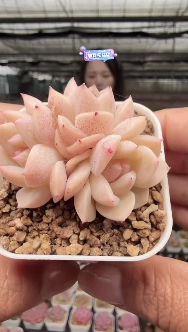 东云多肉园新款-99