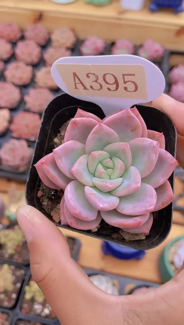 A395-芋雪酥（量拍）