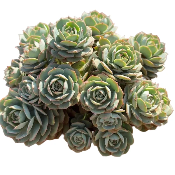 地栽克罗地亚玫瑰 精品多肉 新手好栽 好养 云南昆明发货