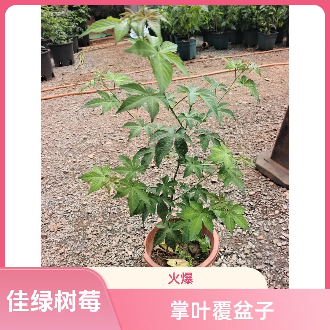 【死了包赔】掌叶覆盆子好养活家庭园艺果树室内绿植阳台绿植可地栽