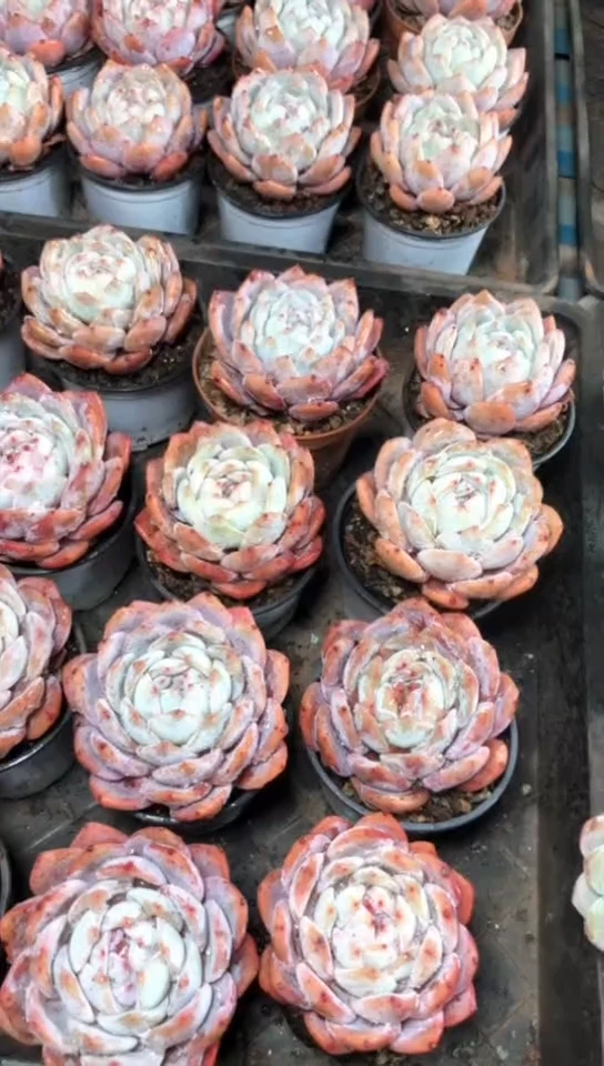 【闪购商品】单头韩橙2颗