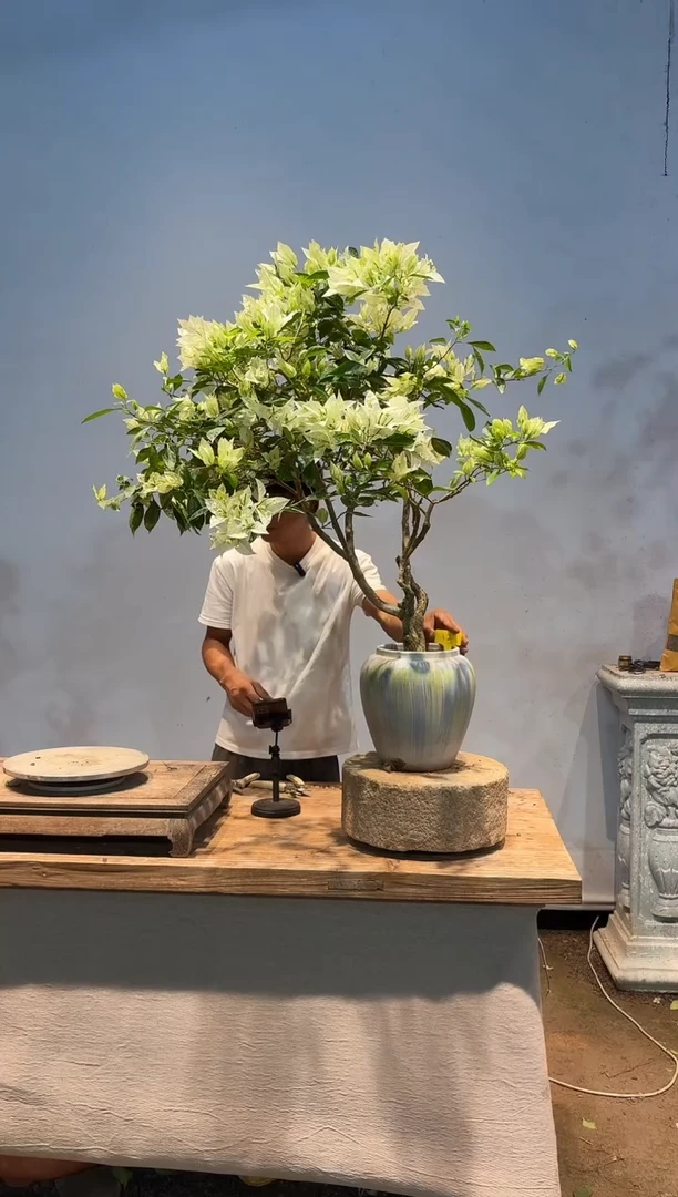 全部花朵Ｍ三角梅12