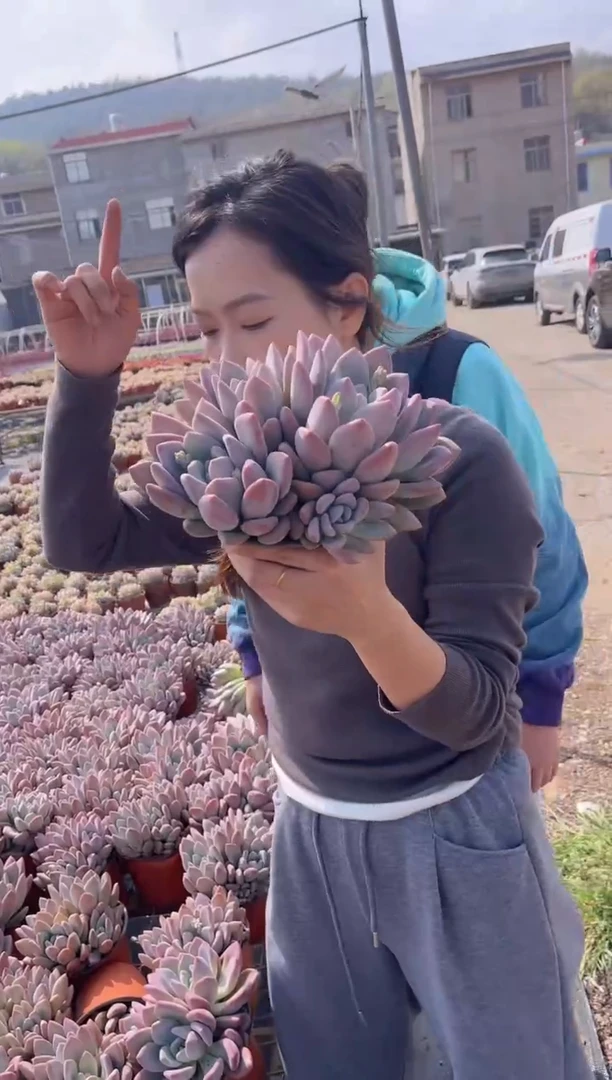 【闪购商品】肥叶奥普3头起15-18cm6.88