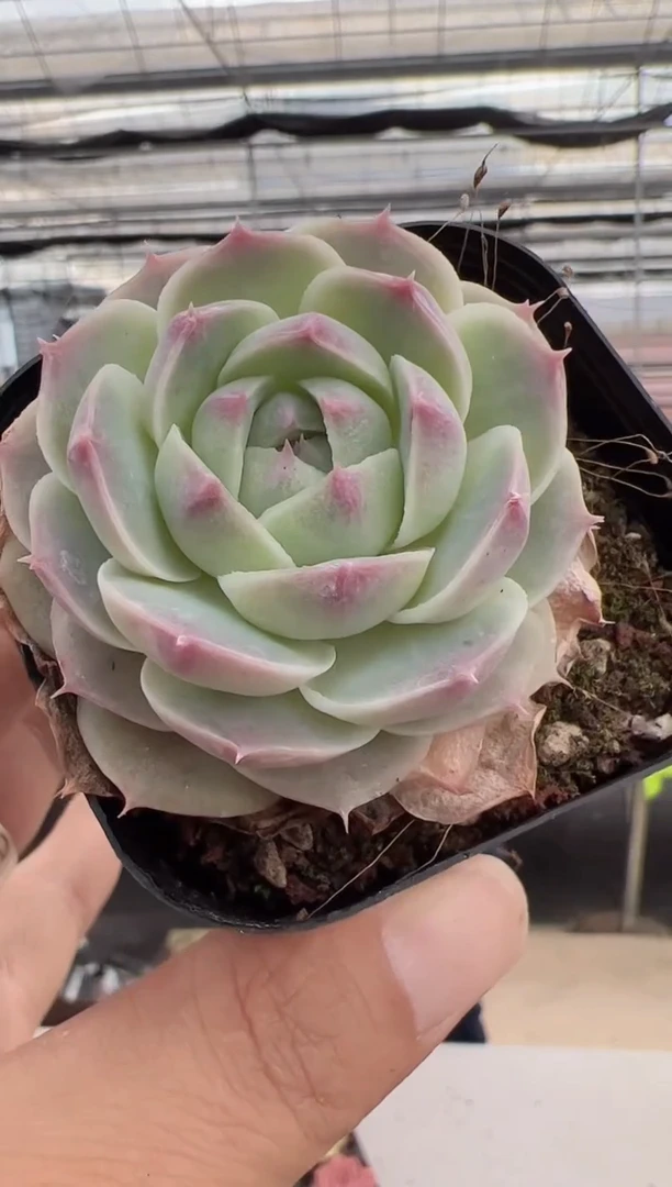 【闪购商品】阿尔幻桃-9