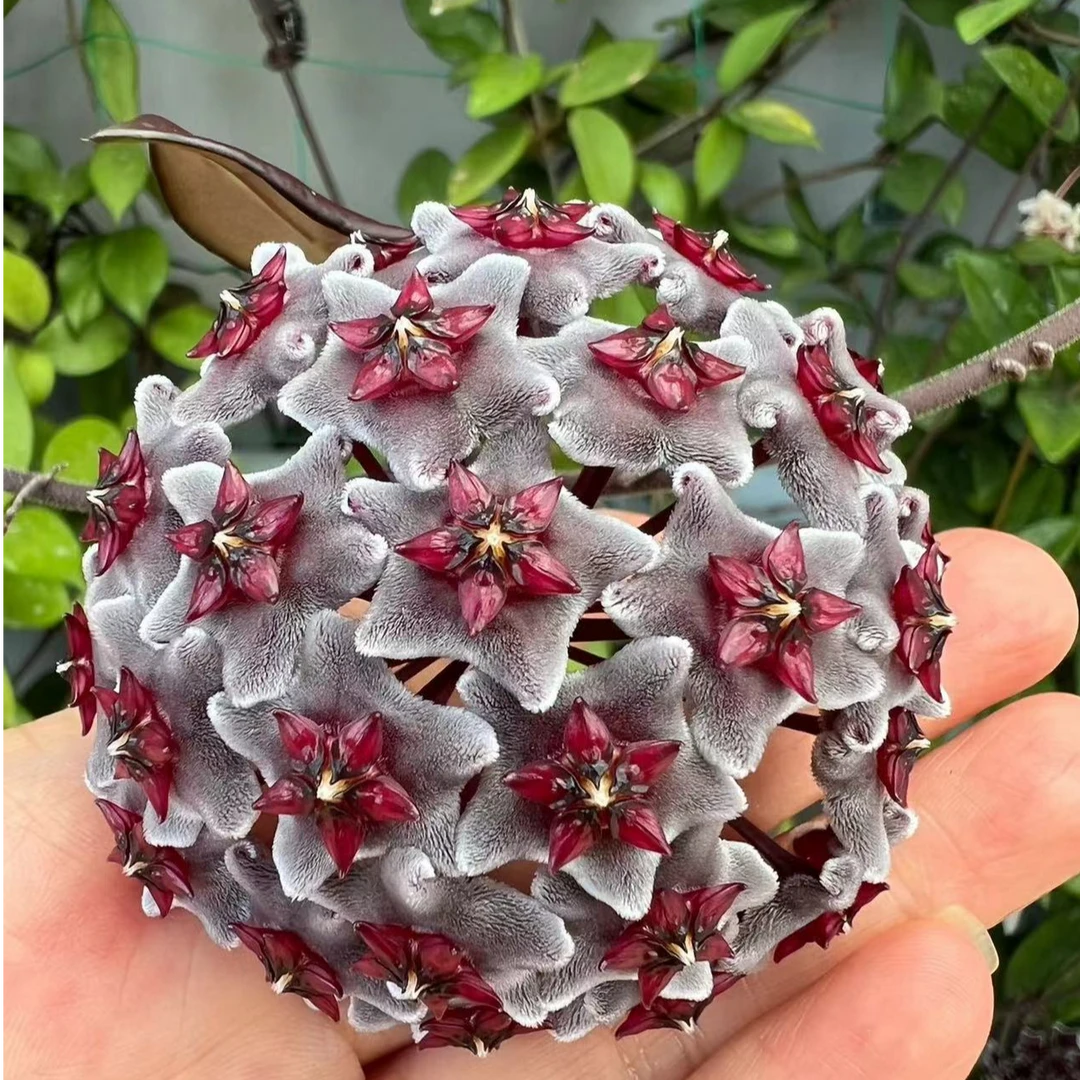 黑巴顿球兰花盆栽观叶观花植物阳台室内垂吊铃兰爬藤攀援