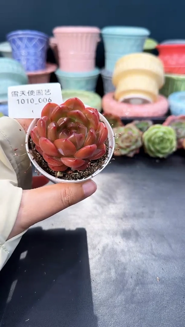 1010-006霓裳  （冠幅 5.5 cm）