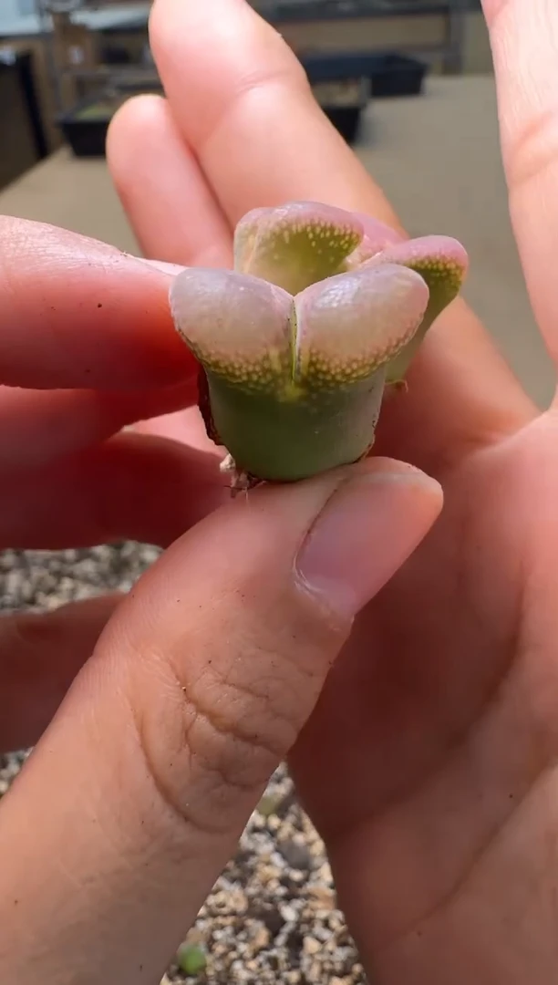 8-256多肉植物肉锥