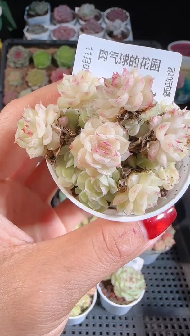 1109-96麦秆群不包整