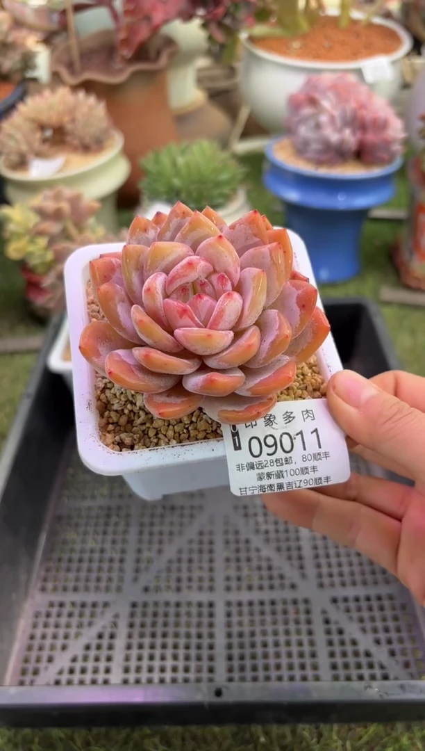 【闪购商品】09011