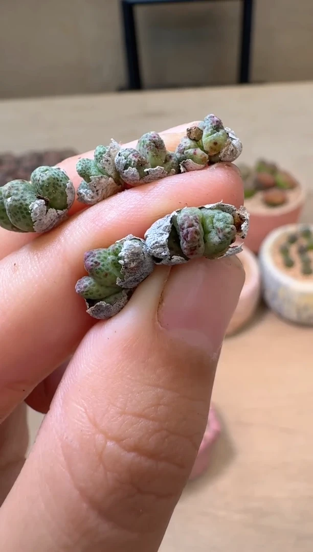 5-2多肉植物肉锥斑马