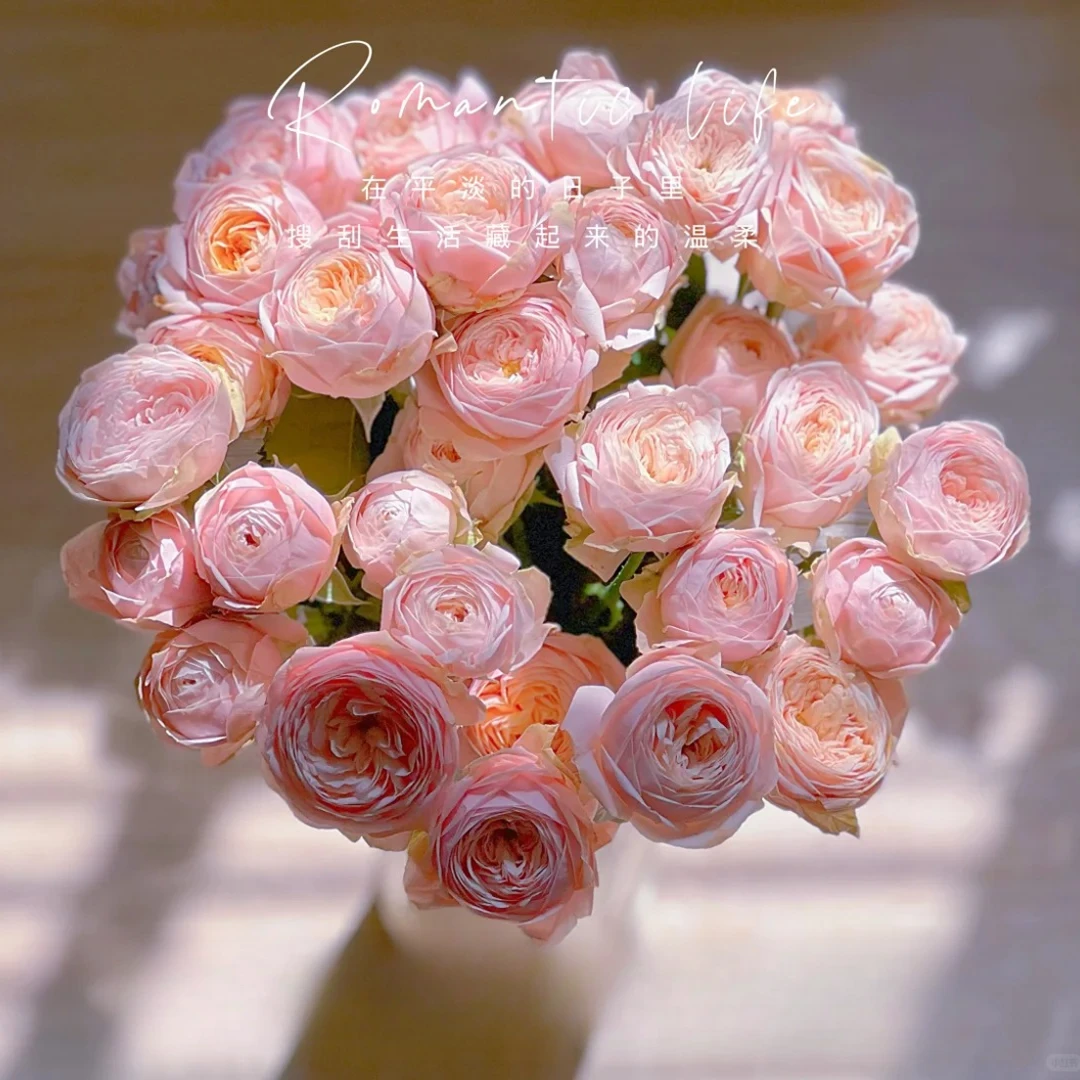 鲜花【柏林少女多头玫瑰】  顺丰冷链包邮 已发货不退款拒收不售后