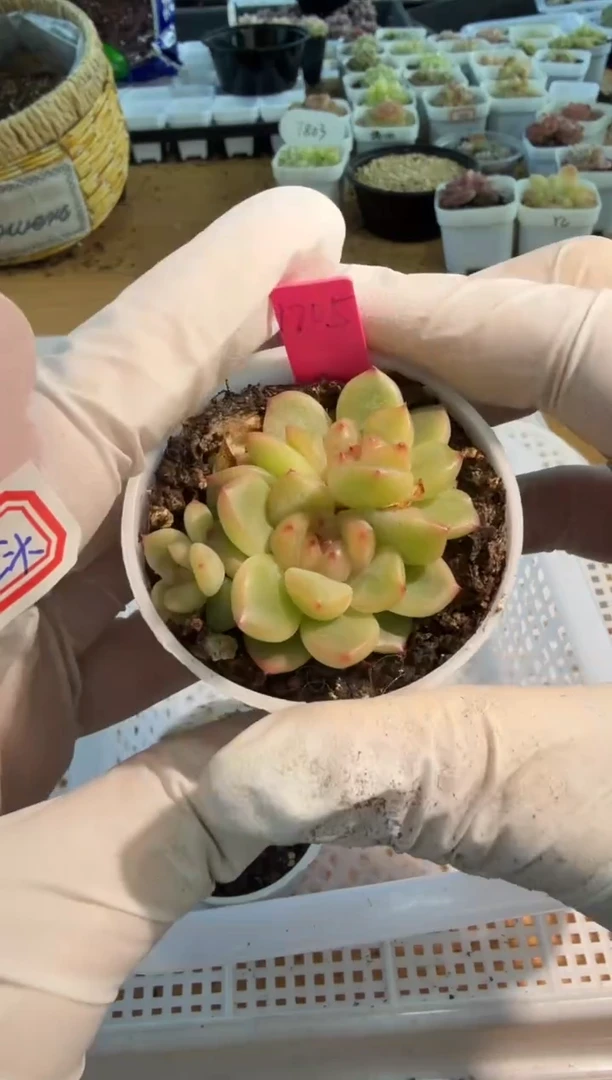 1705/三头圆杯1盆 量拍混发