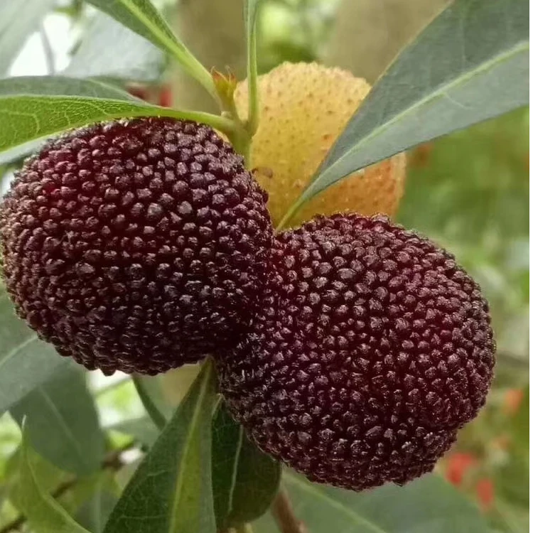 兰溪杨梅新鲜现摘现发当季孕妇水果兰溪黑炭东魁杨梅礼盒装水果