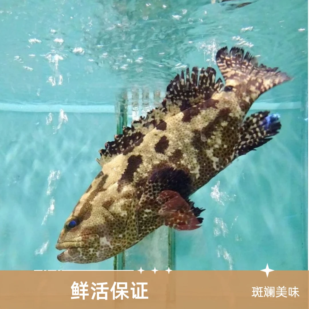 金叶优选&鲜活老虎斑