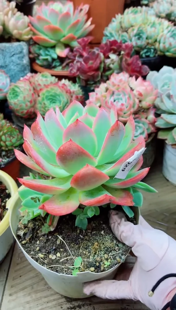 29029多肉植物一物一拍