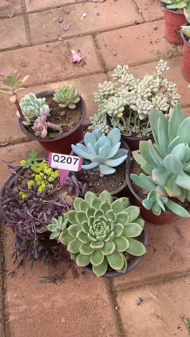 Q207多肉组合默认脱土发货