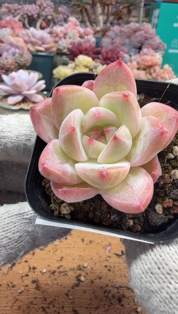 东云多肉园三店-208