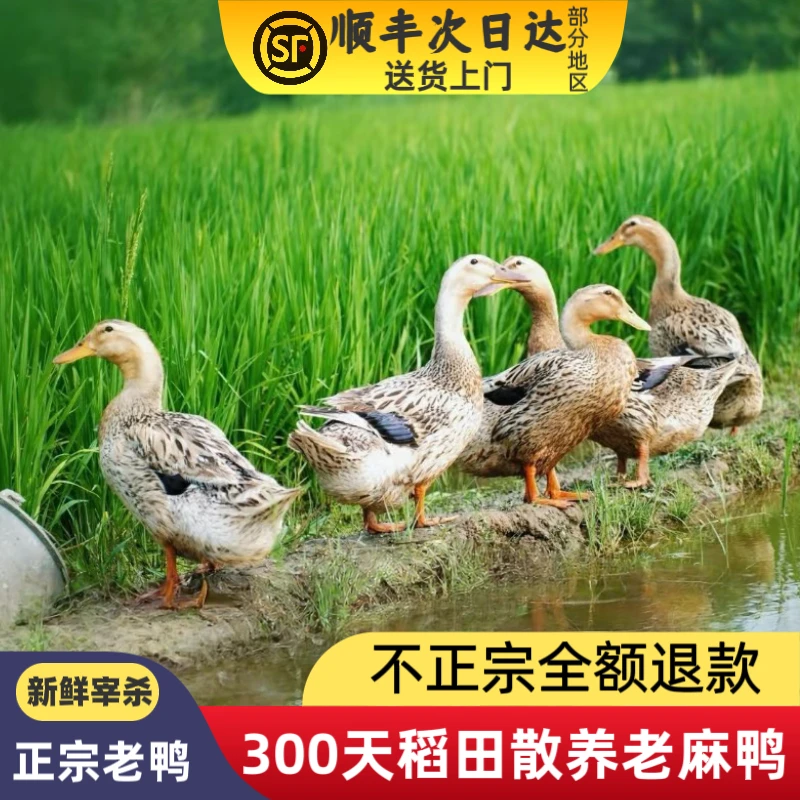 四川稻田散养壮年鸭（黄皮红肉~带内脏）净重4斤