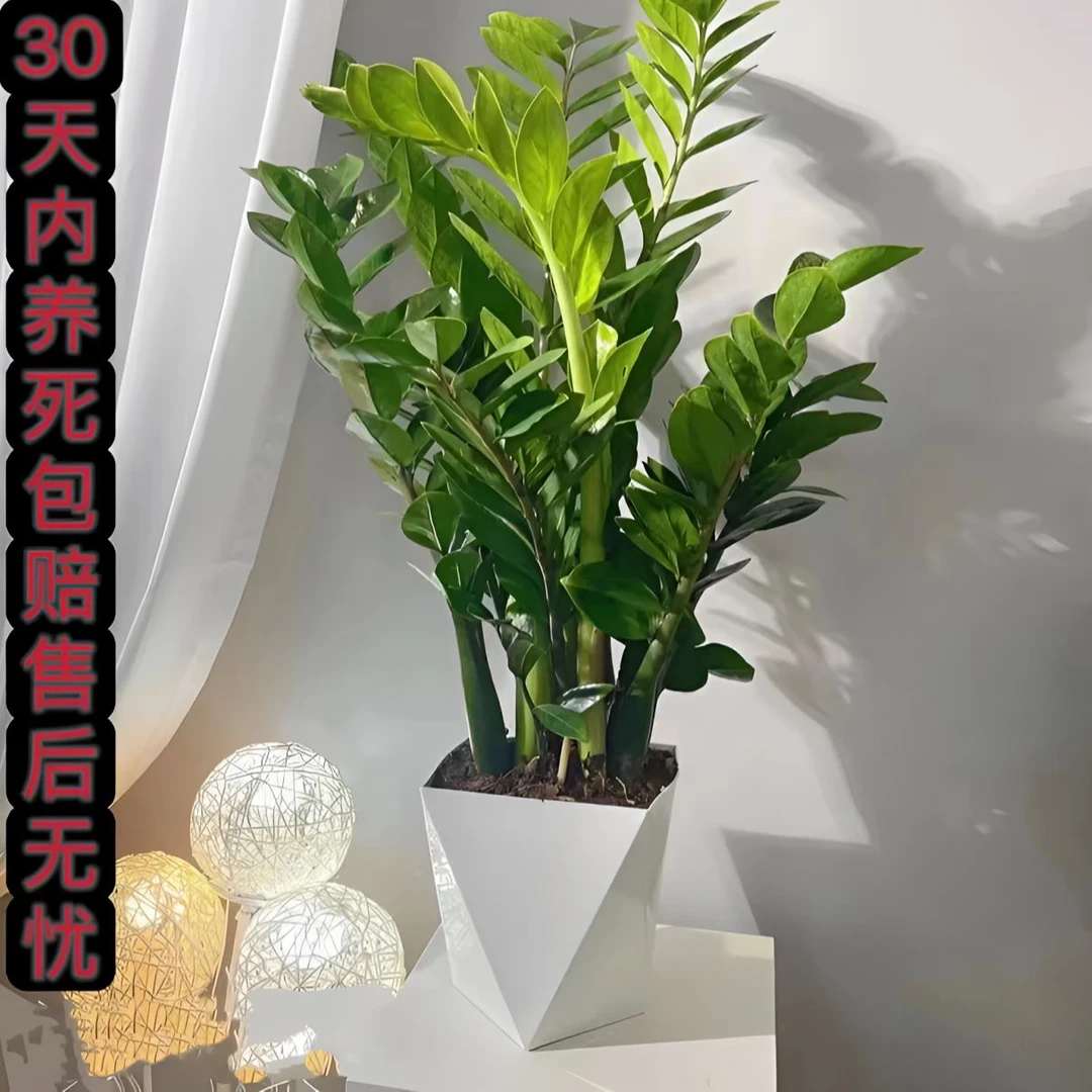 【四季好养】金钱树盆栽招财纳福植物客厅办公室桌面绿植盆景1