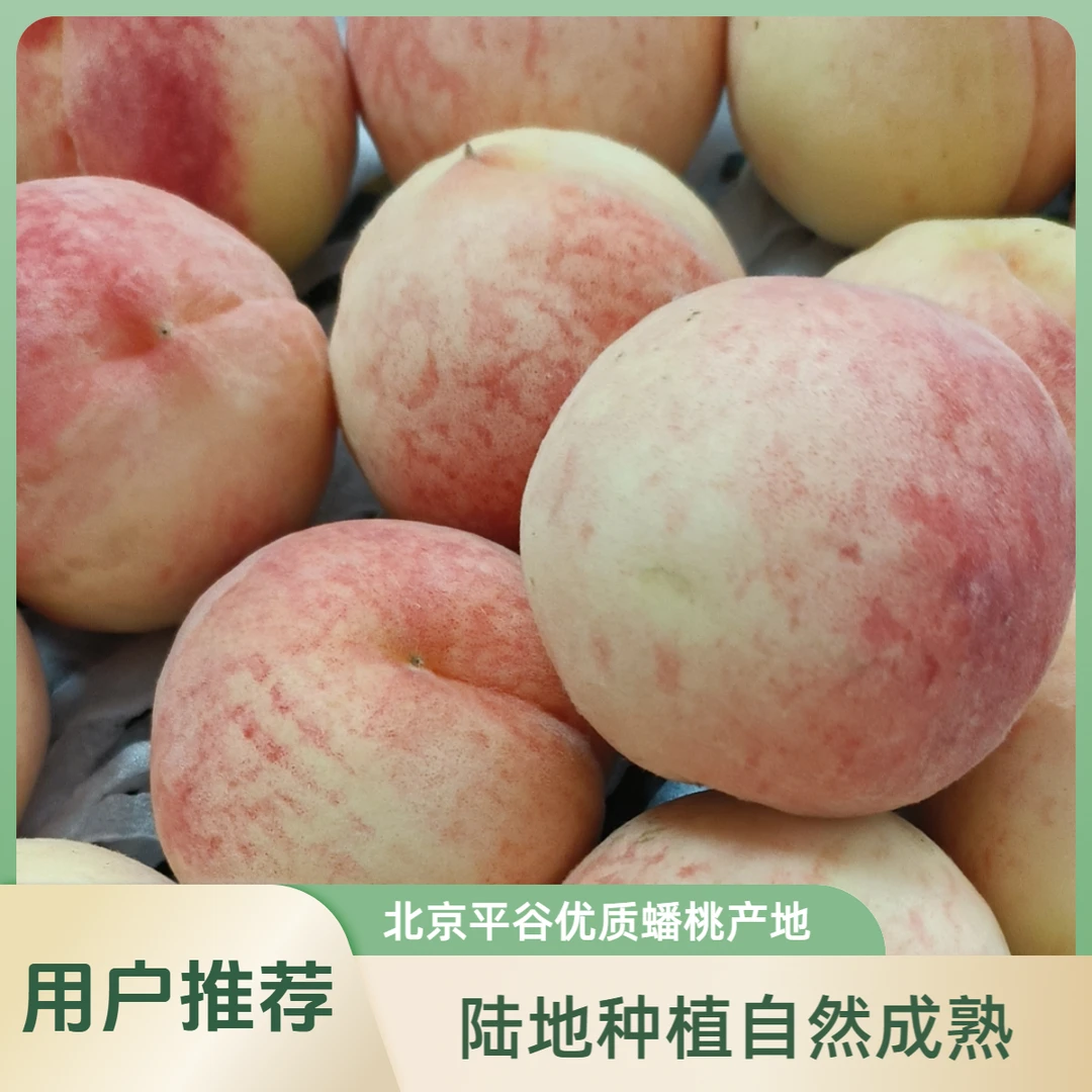 北京平谷  白凤水蜜桃 树熟带手感 顺丰包邮北京市