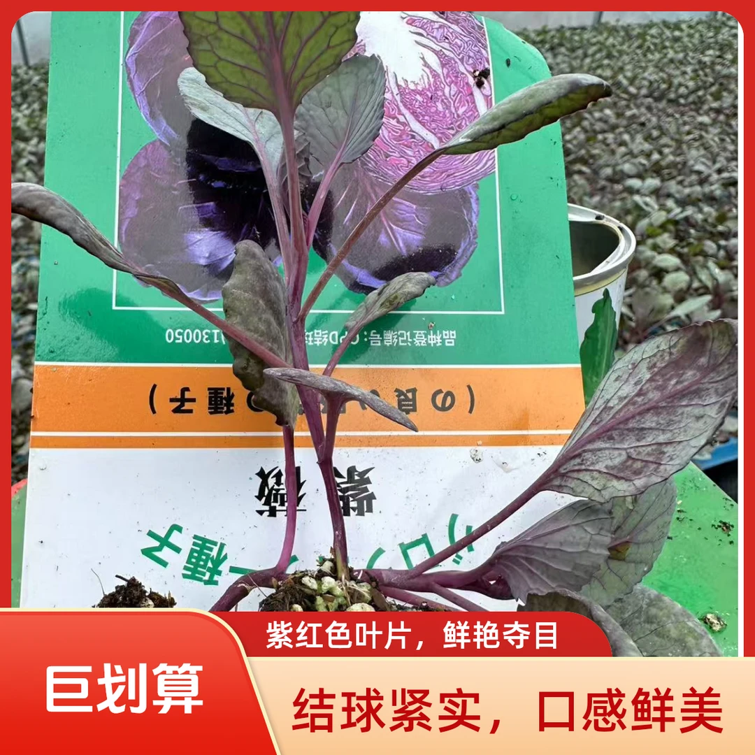 一代种紫甘蓝苗秧苗优质高产耐寒耐热可四季播种阳台盆栽