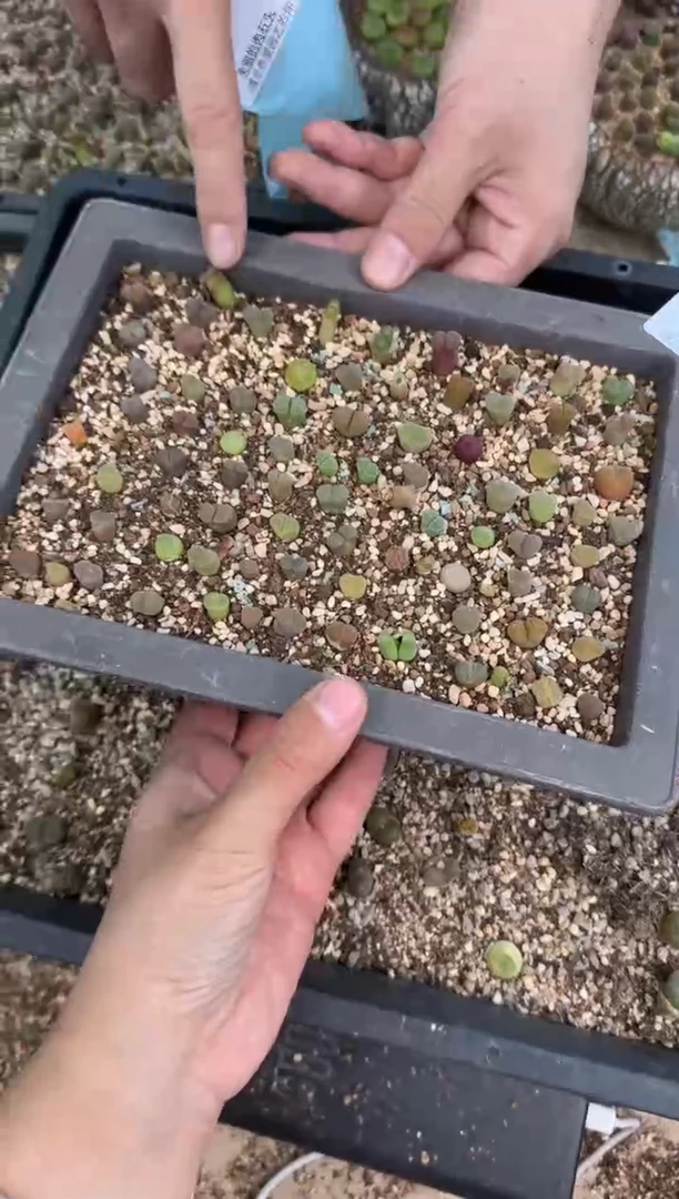 9-418多肉植物肉锥