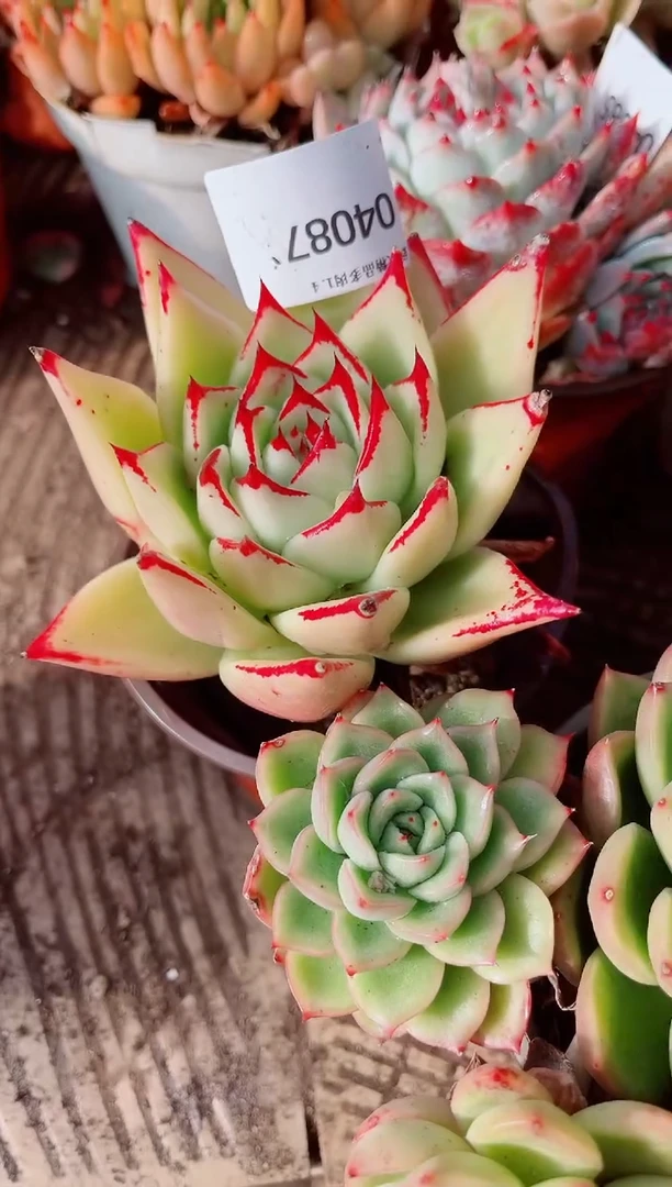 多*肉跃跃精品多肉04087