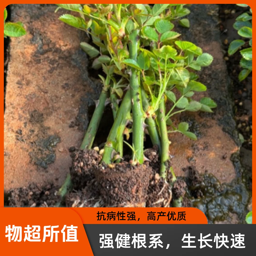 云南墨红可食用玫瑰花苗滇红金边盆栽四季开花庭院阳台浓香型