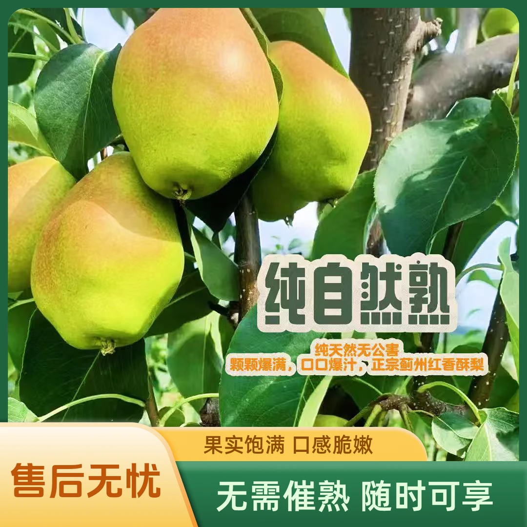（家庭实惠）现摘大果红香酥梨天津市