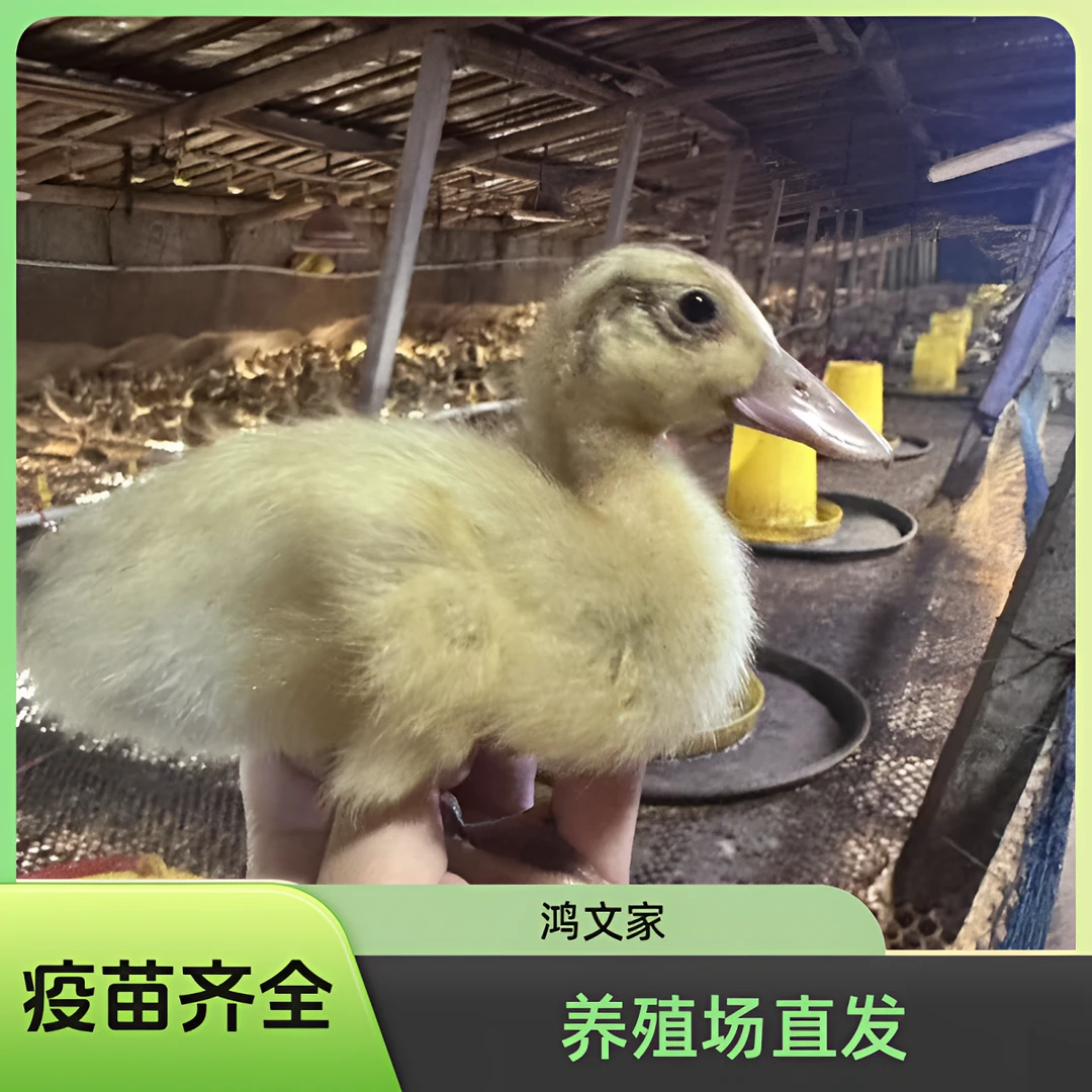 高邮麻鸭大种麻鸭养殖场直发包邮宠物鸭