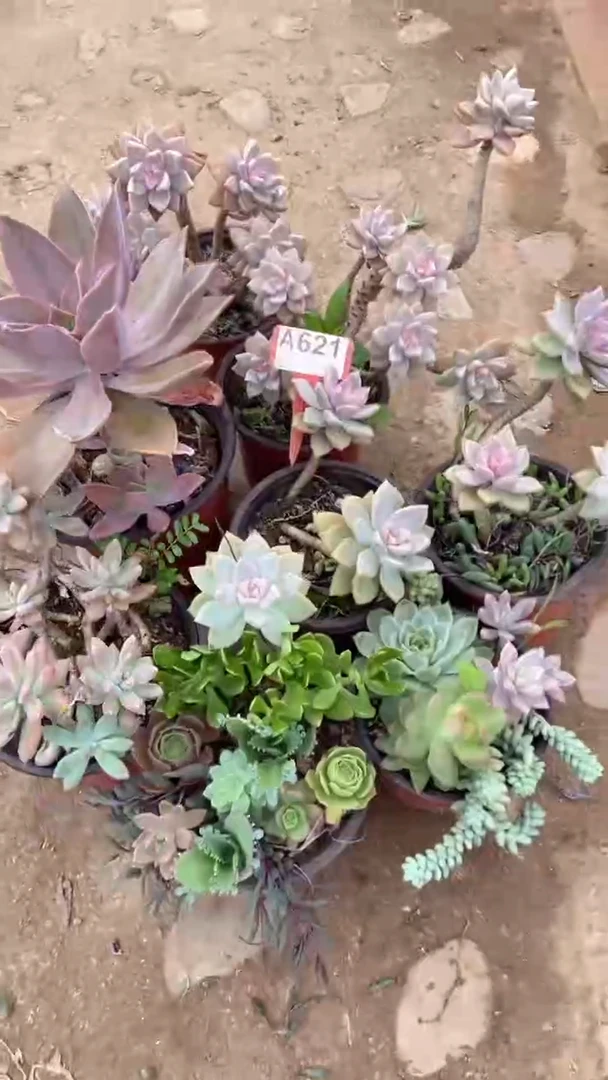 A621闪购清风花木兰多肉组合脱土发货