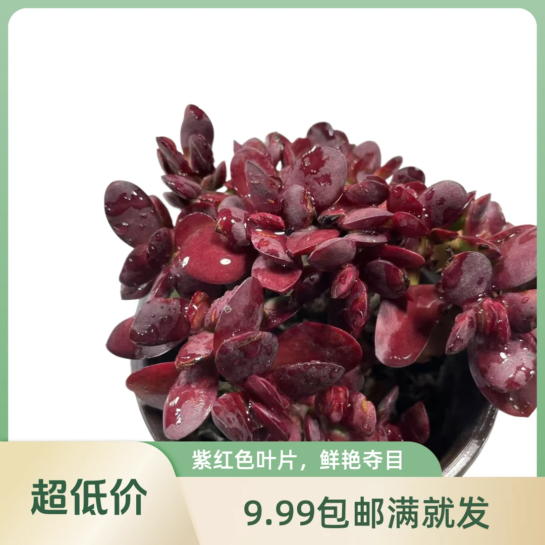 克拉夫（紫蝶）拼满10元包邮多肉植物阳台露台办公室绿植植