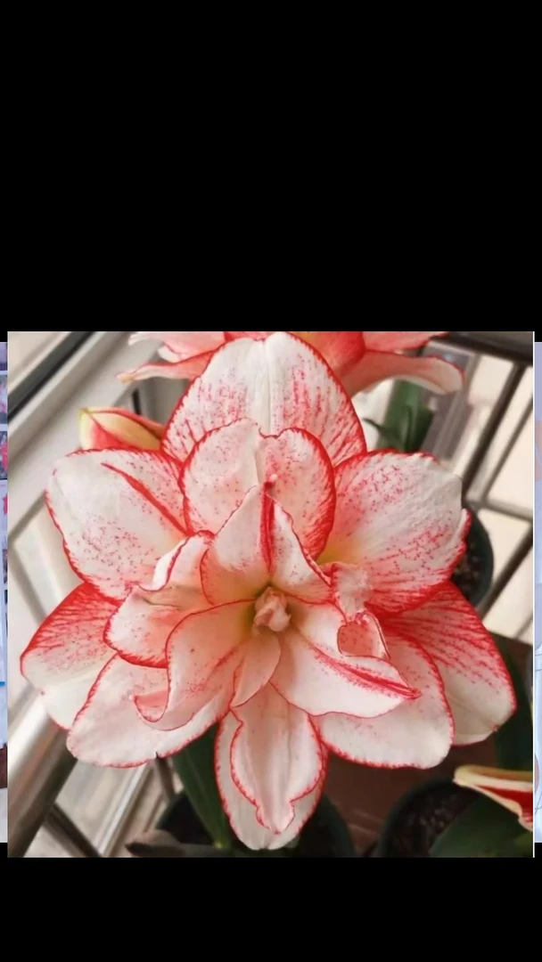 注定会条纹黛丝5厘米