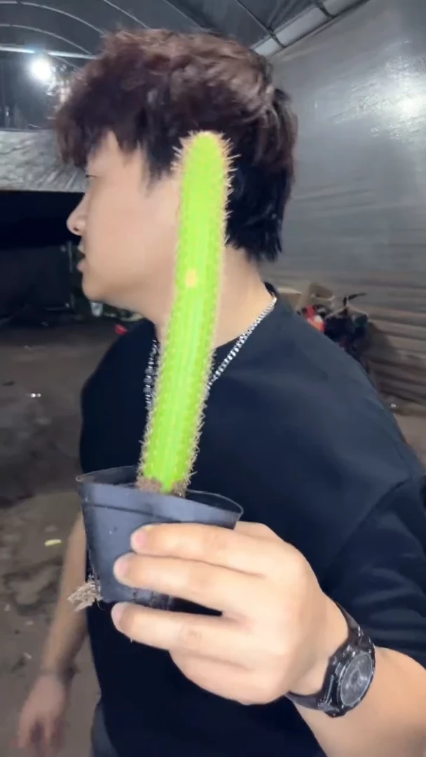 3颗 彩舞柱【带根】