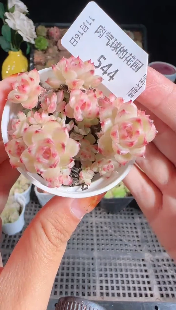 1116-544群生不包整