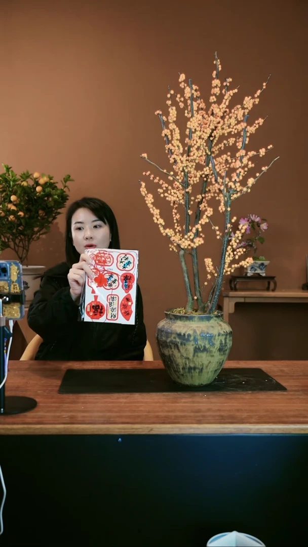 【闪购商品】盆景冬青