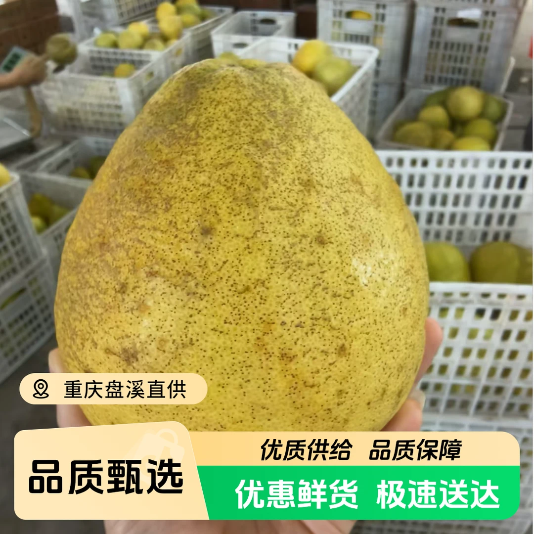 【特价花皮果】【次日达】沙田柚重庆长寿正宗沙田柚花皮果 单果1.5-2.5斤