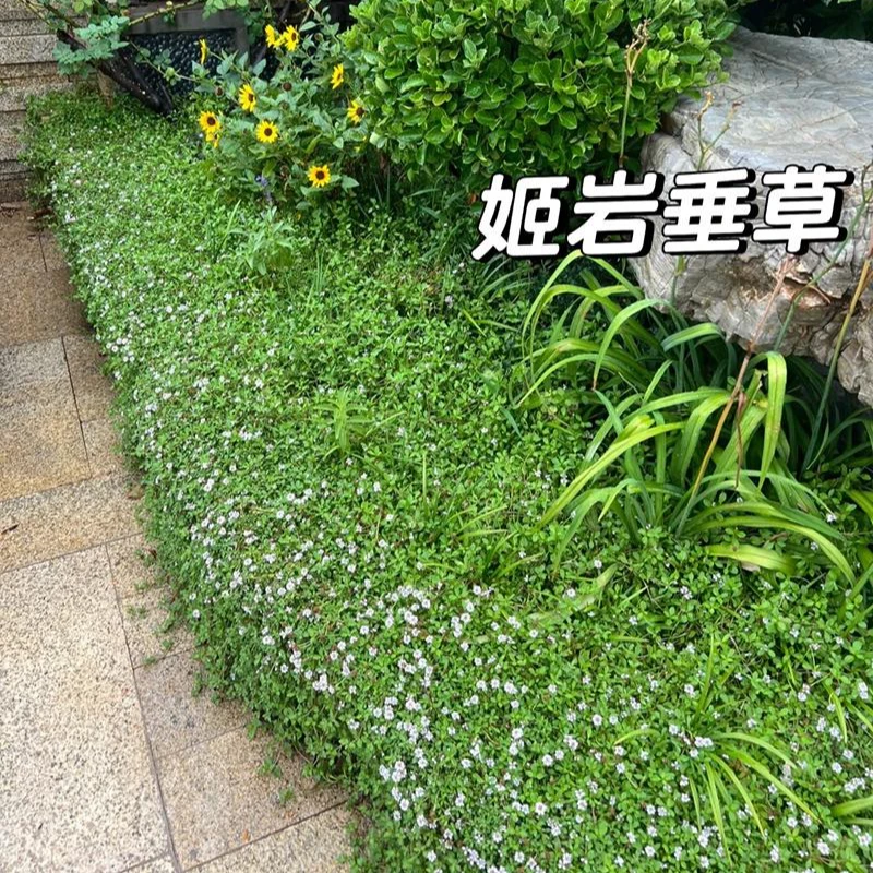 【姬岩垂草庭院地被】耐踩踏四季常青护坡固土 易打理斜坡草坪替代