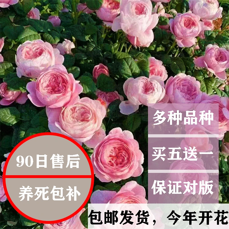 蔷薇花苗藤本月季特大花庭院爬藤攀援植物四季开花卉阳台玫瑰盆栽