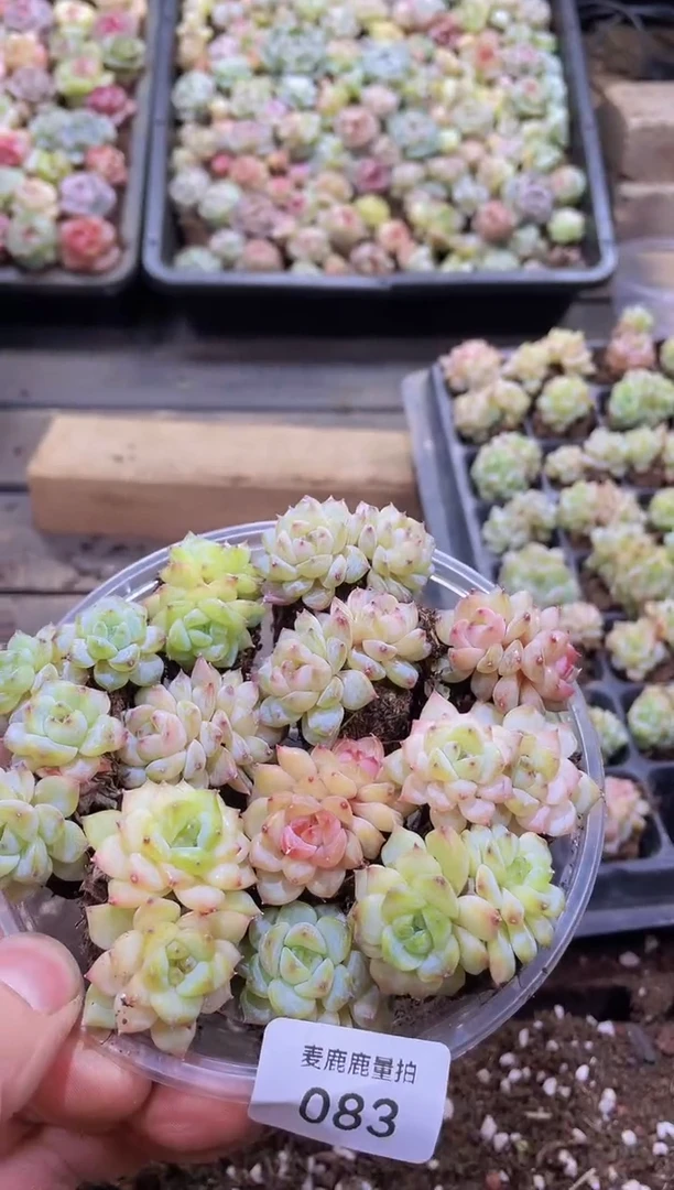 【闪购商品】083彩钻保9量拍1盒