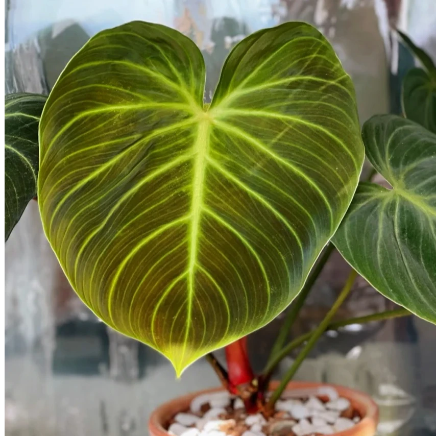 【巧克力蔓绿绒】观叶热植稀有雨林植物室内盆栽高颜值