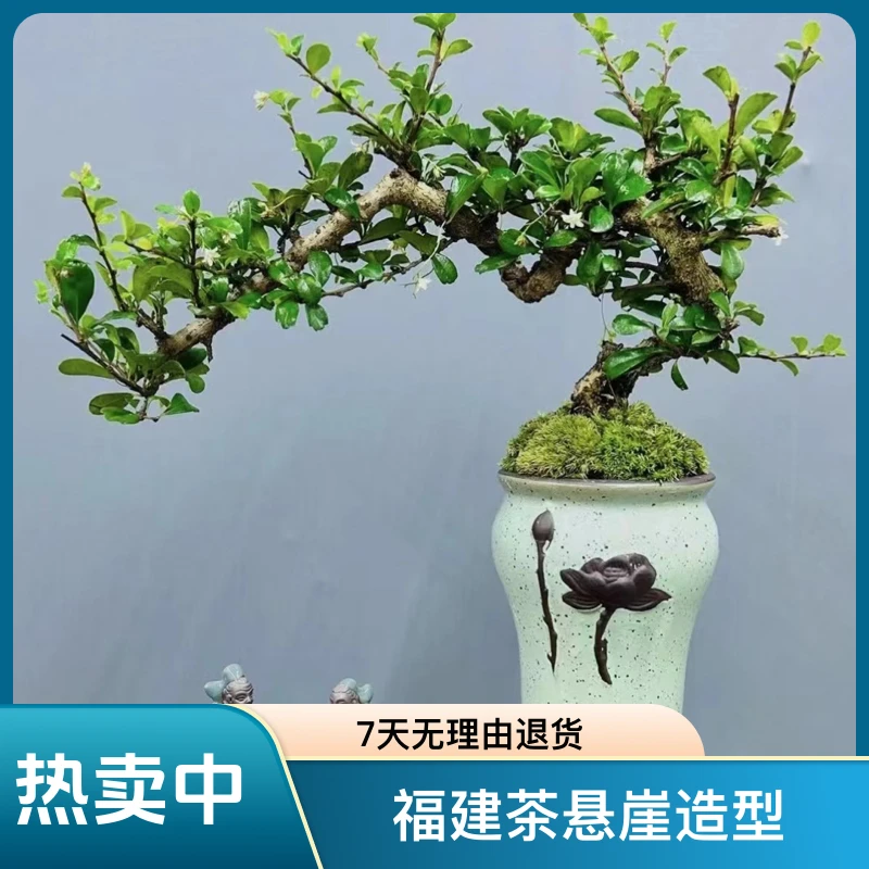 攀枝花茶盆景老桩悬崖造型盆栽室内养护鲜活书房桌福建茶禅意植物