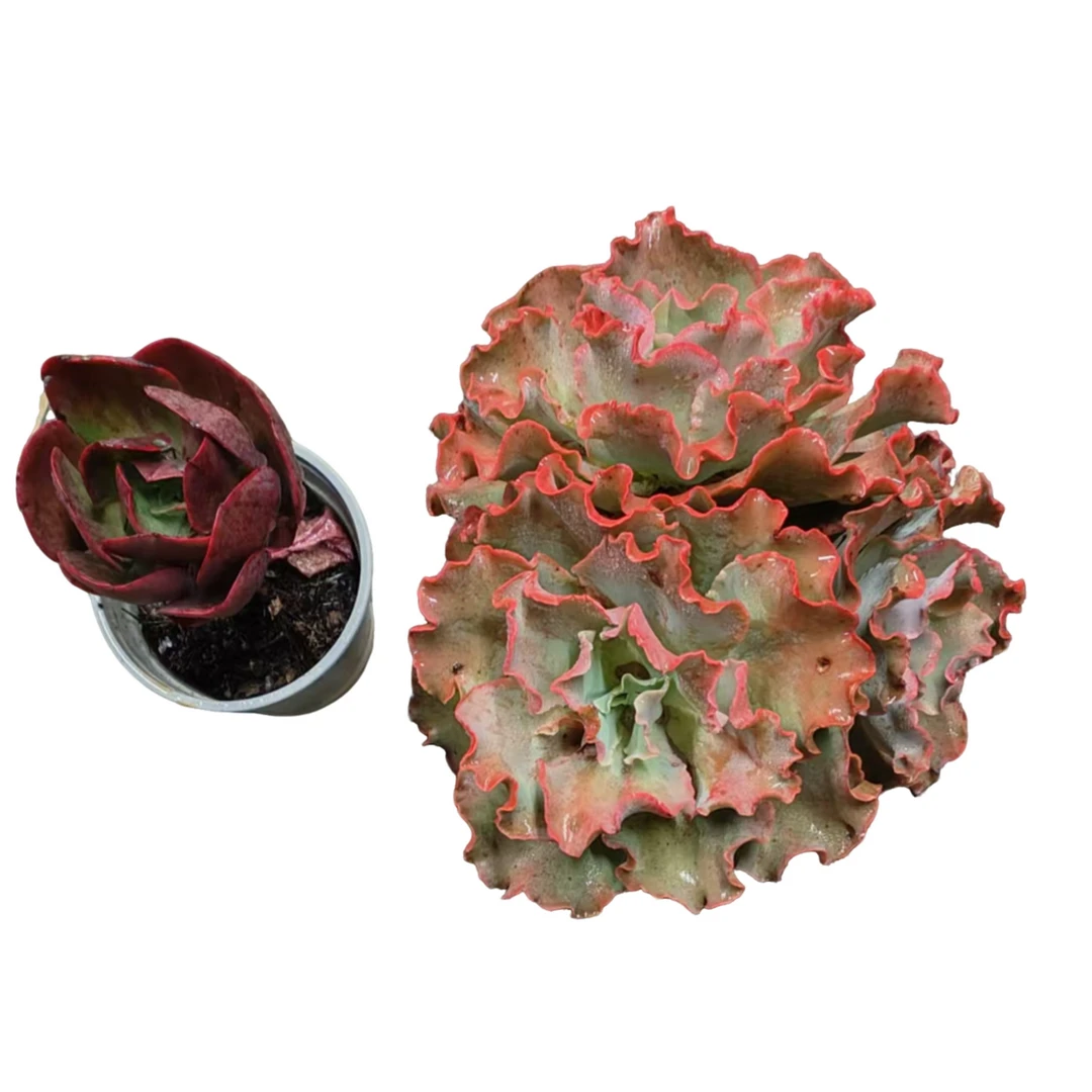 1颗单头大唐➕1颗多头高砂多肉根系种植优选精选发货售后基地