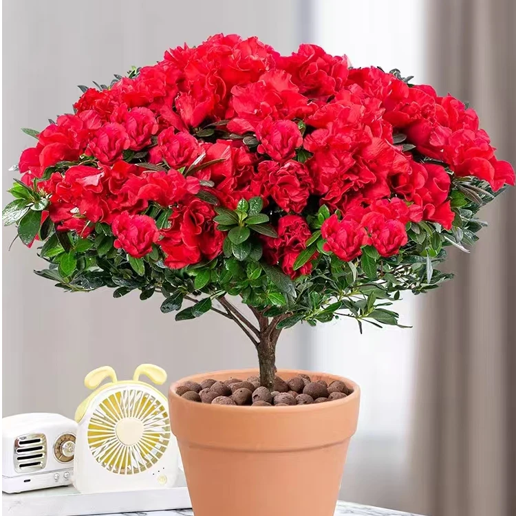 【带花苞发货】精选杜鹃花盆栽四季开花客厅阳台好养花卉