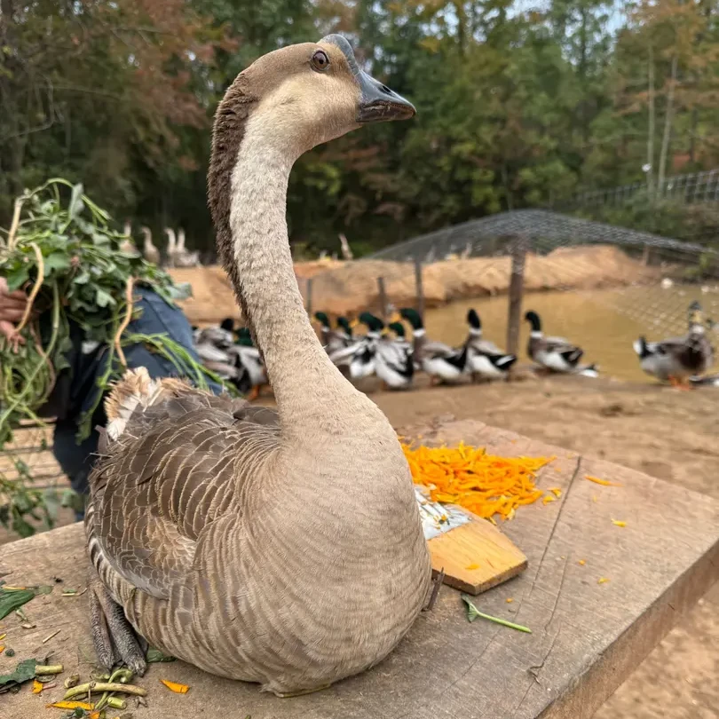 【品如】农家散养正宗四季产蛋大灰鹅发货包邮到手12只新鲜鹅肉礼盒