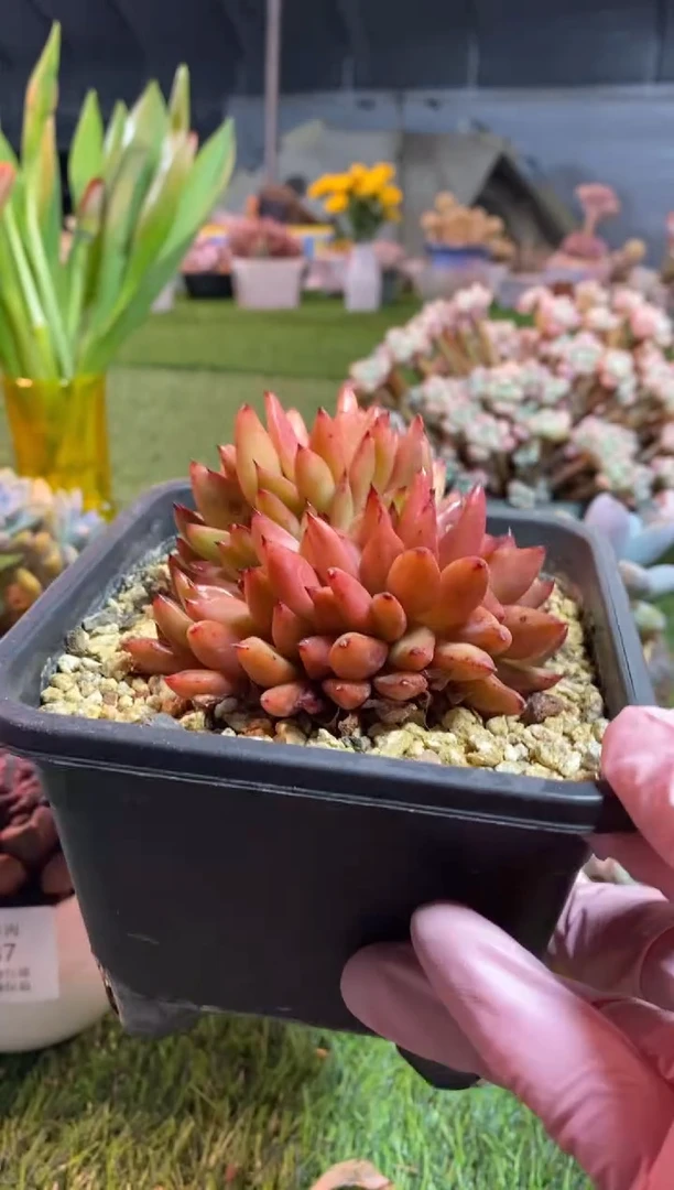 【闪购商品】0688a